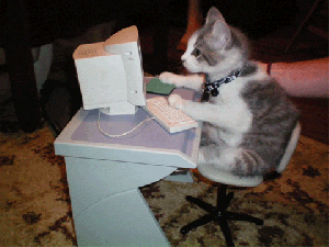 cat typing