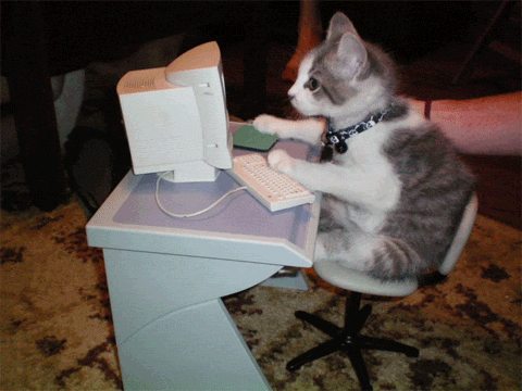 cat typing
