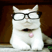 cat with specs
