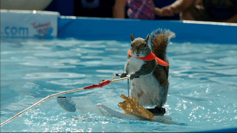 a GIF of a grey squirrel waterskiing in a swimmingpool