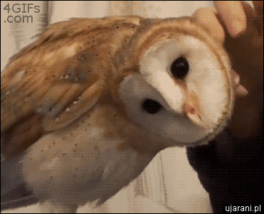 barn owl
