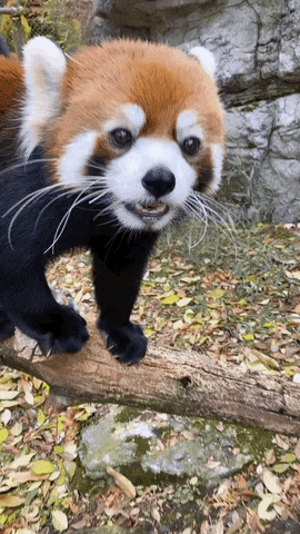 red panda