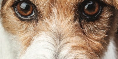 Dogs: A Celebration of Friends by Tom Jackson